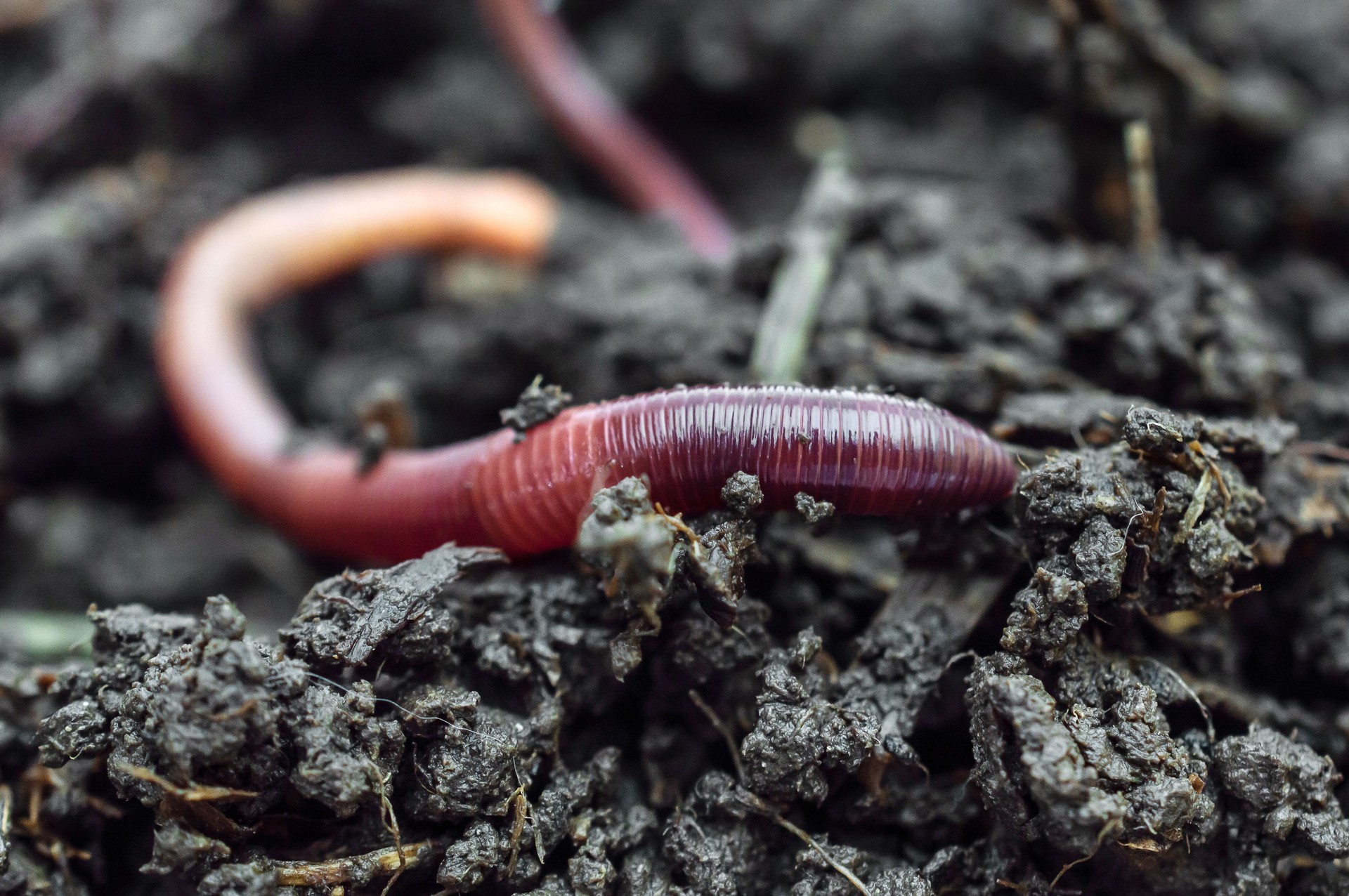 Red earthworms on compost. Close up.